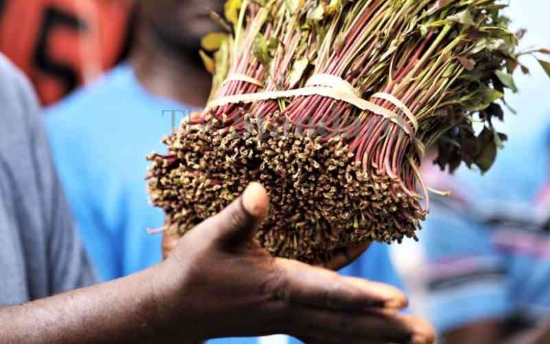 Traders seek to seal Djibouti miraa market deal after trial